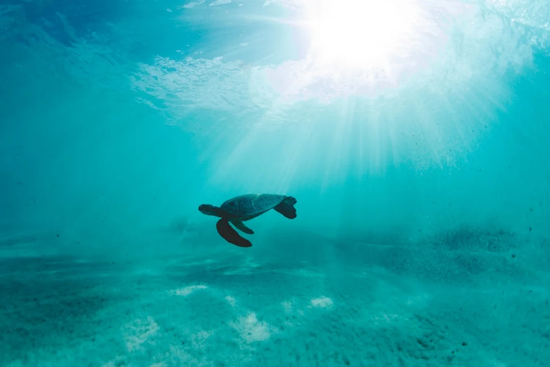 Filhote de tartaruga marinha confuso pela poluição luminosa, um exemplo do impacto na biodiversidade.